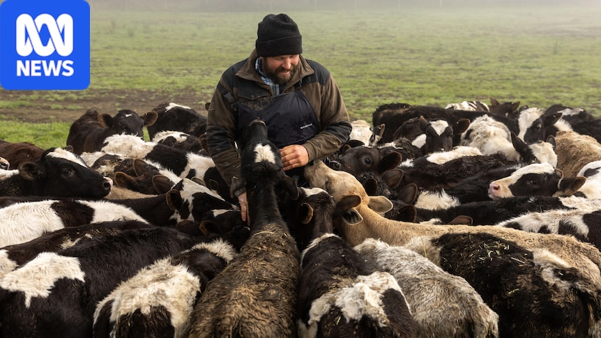 Dairy farmers dipping into beef market as interest grows from fast food sector