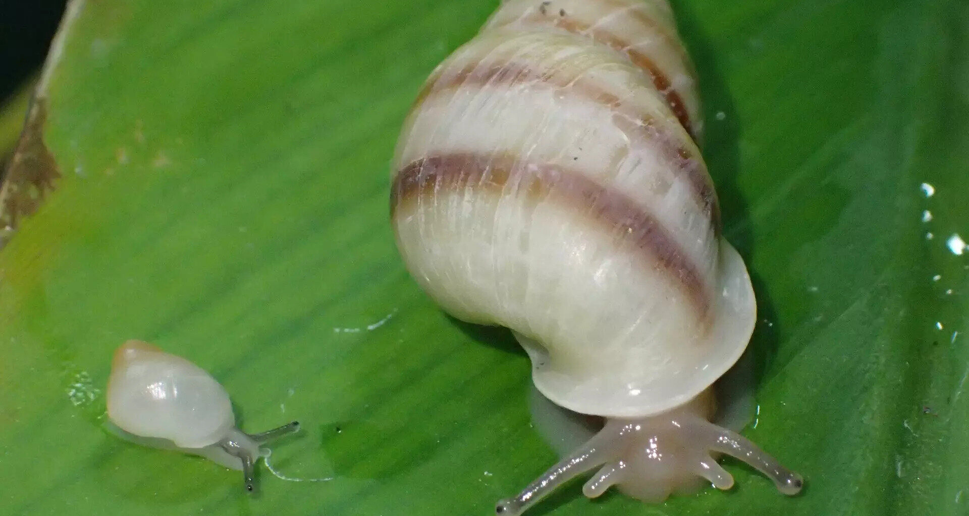 Tiny tree snails make historic comeback 40 years after vanishing from the wild