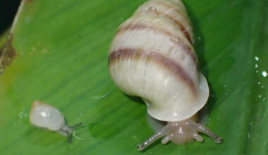 Tiny tree snails make historic comeback 40 years after vanishing from the wild