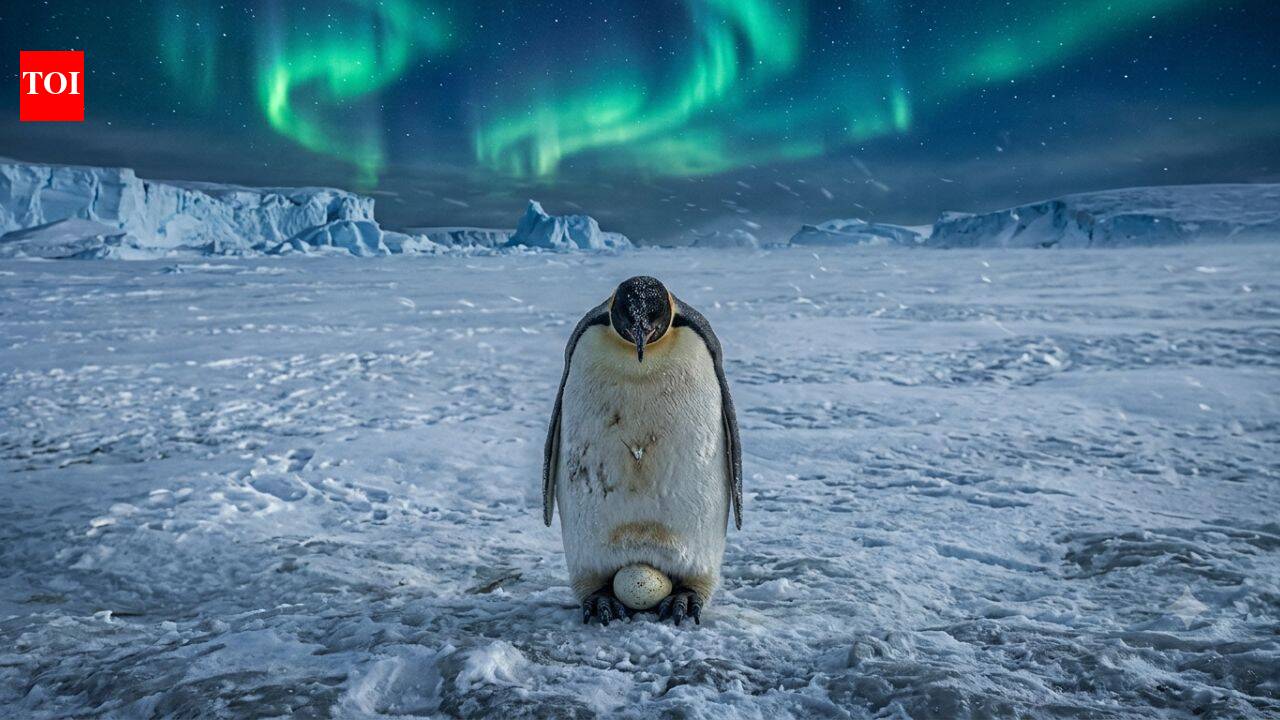 Every Antarctic winter, male emperor penguins stand for two months without food to protect a single egg |