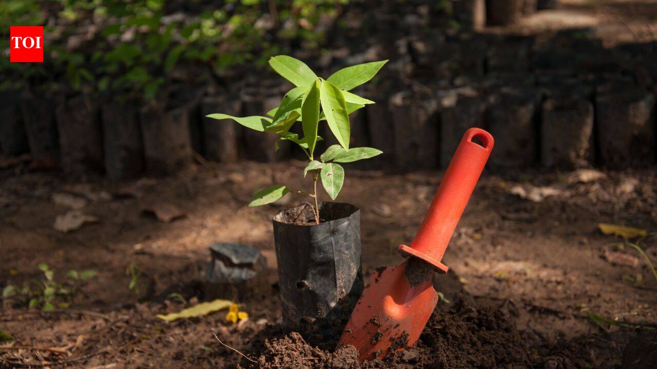 Bangladesh plans to plant 250 million trees in five years; conservationists warn the wrong trees could damage entire ecosystems