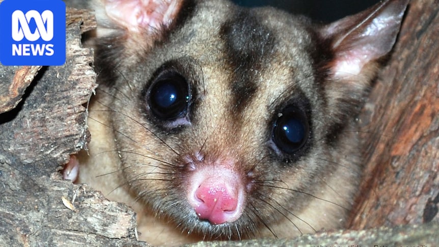 Mahogany glider advocate says endangered animals are in 'fight' for funding