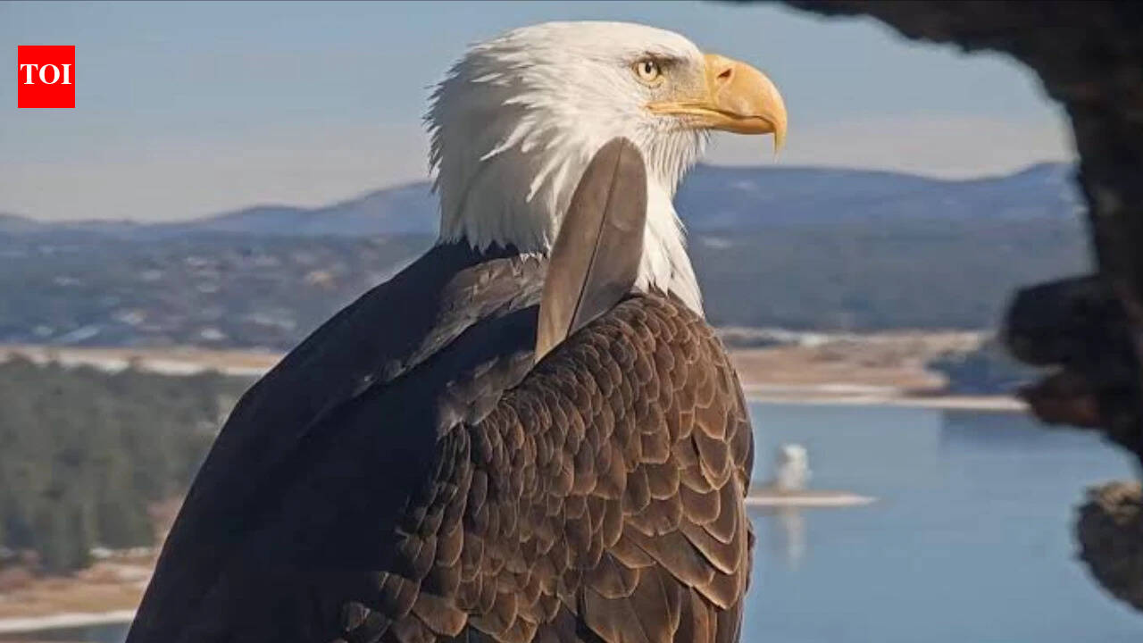 Big Bear bald eagle Jackie's health update: Lead poisoning ruled out, bright and strong but critical after life-saving blood transfusion