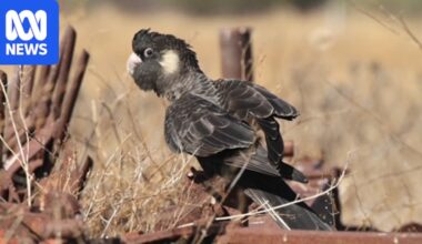 Researcher says pesticides could be harming Carnaby's black cockatoos