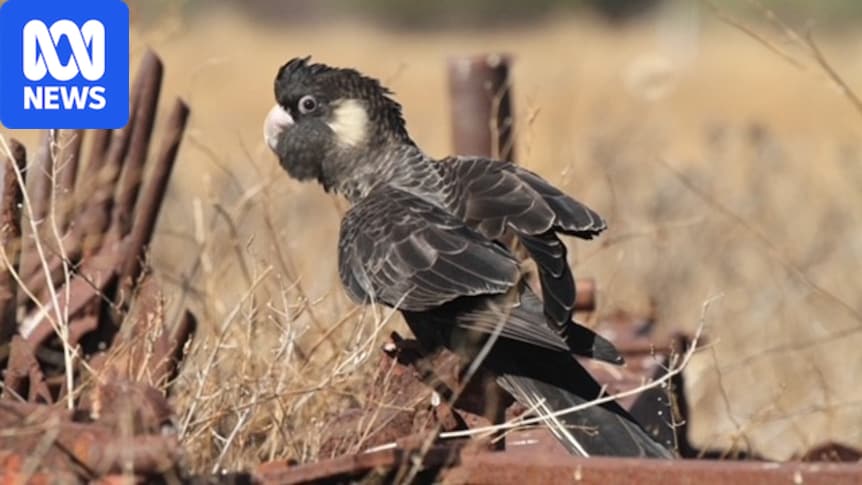Researcher says pesticides could be harming Carnaby's black cockatoos