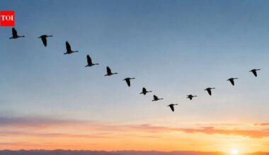 Scientists discover how birds save energy while flying in a V-shaped formation, new study reveals |