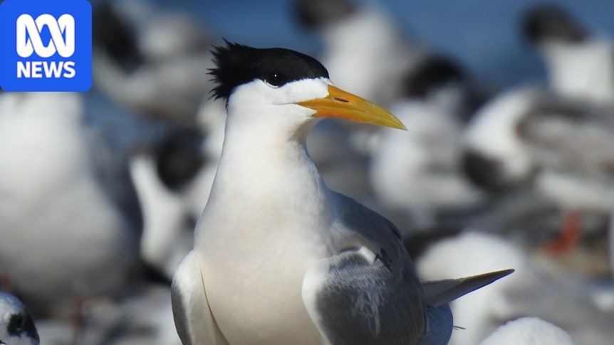 Two additional H5 bird flu cases suspected in SA, including first on a metro beach