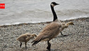 New Zealand's Canada Geese: From Hunting Delight to Agricultural Nightmare | World News