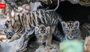 How MP taught orphaned tiger cubs to return — and rule — in the wild
