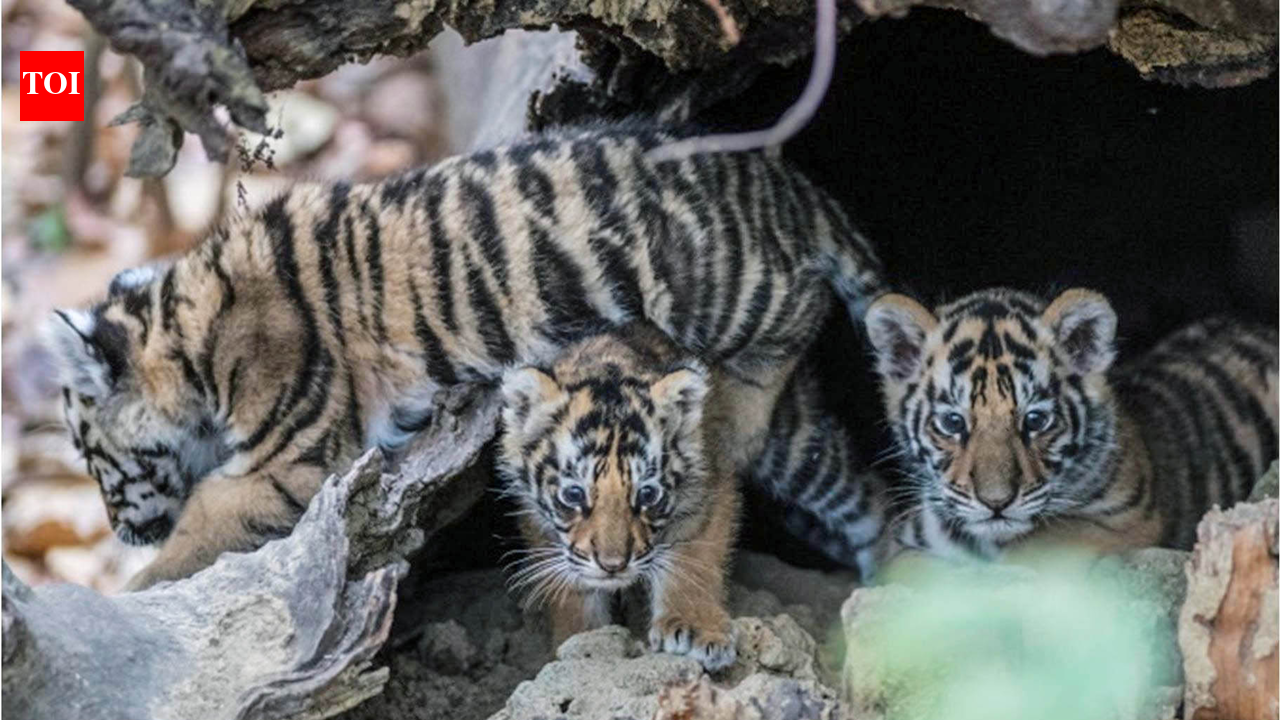 How MP taught orphaned tiger cubs to return — and rule — in the wild