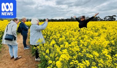 Vibrant canola field near Heathcote draws thousands of visitors keen to get social media snaps