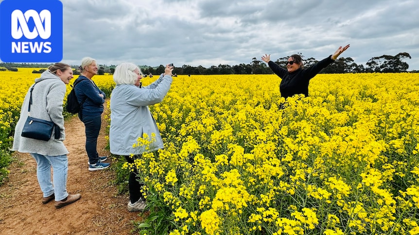 Vibrant canola field near Heathcote draws thousands of visitors keen to get social media snaps