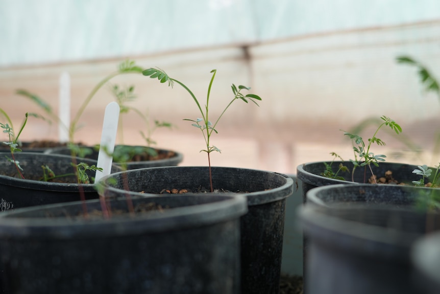A close up of a few black pots with thin, young green trees sprouting