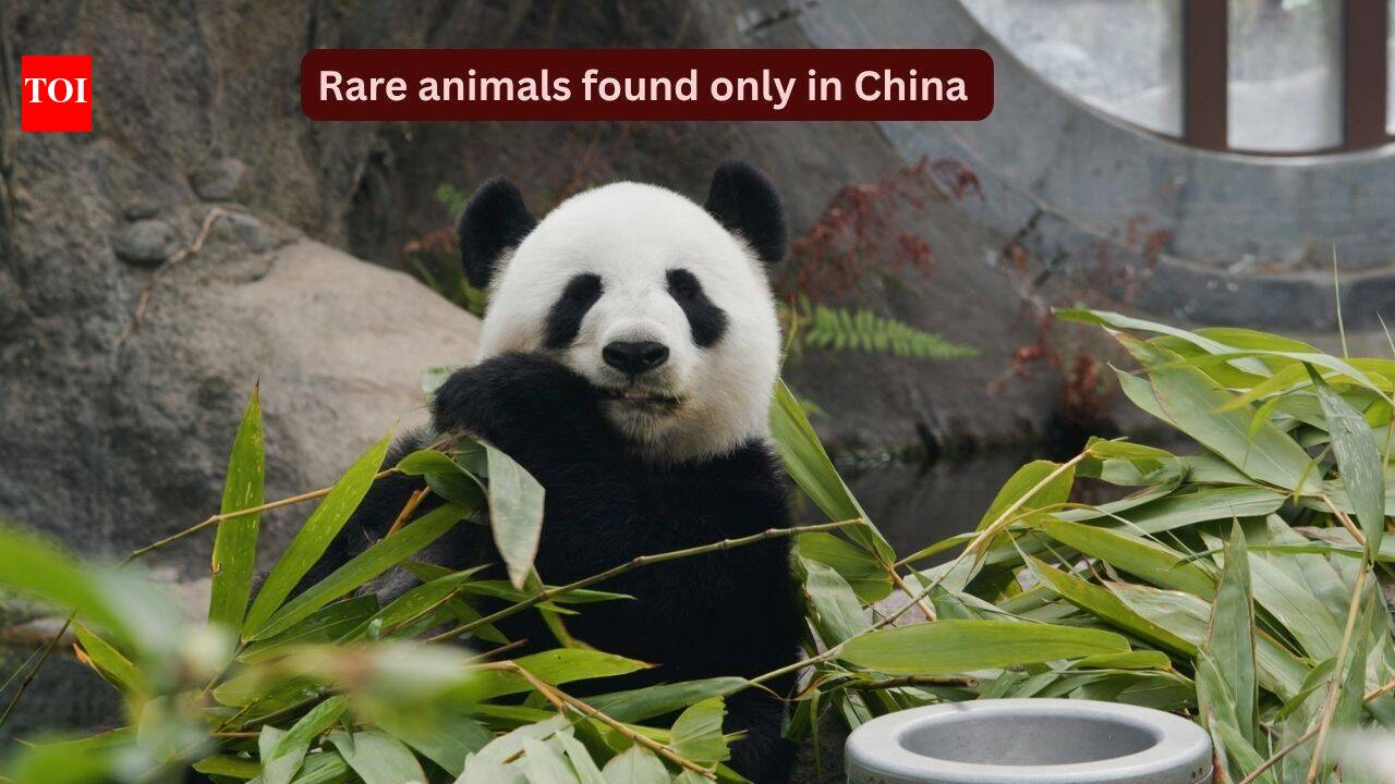 10 rare animals found only in China and where to spot them