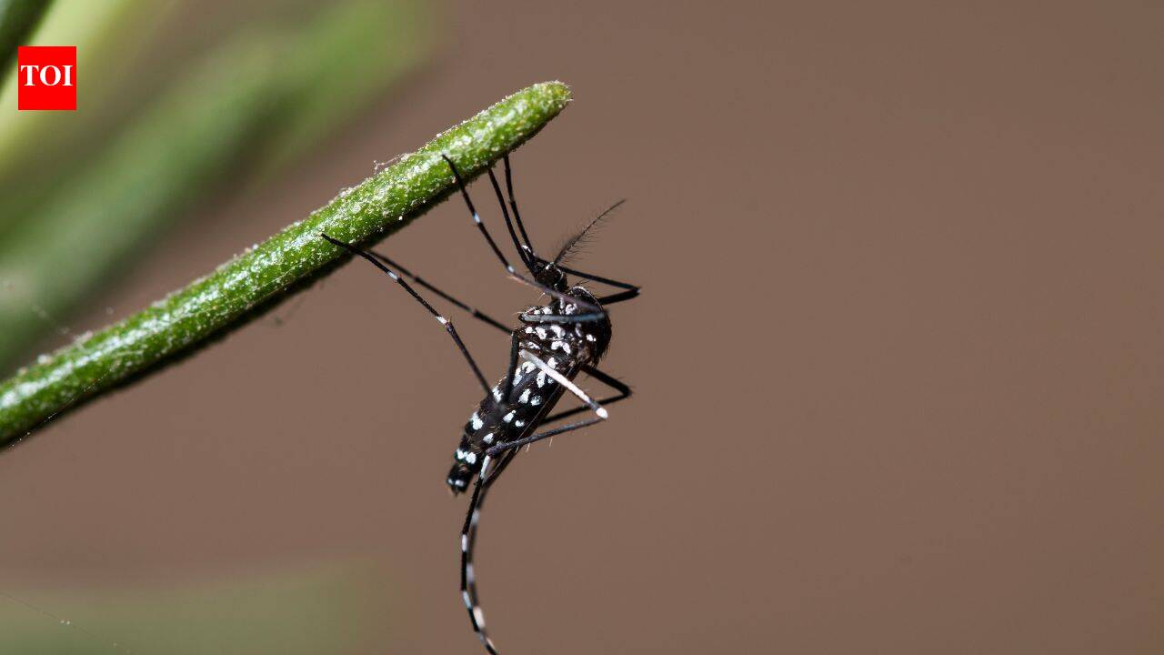 Conservationists removed tens of thousands of invasive rats from a Pacific island to save its wildlife; they accidentally wiped out an aggressive mosquito species too