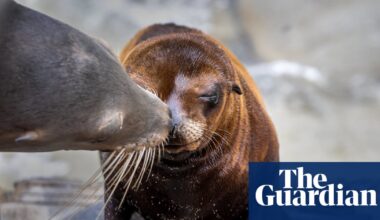 US officials investigate after video appears to show person kicking sea lion | California