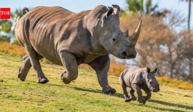 Poachers killed their mothers and left six young rhinos orphaned; after up to five years of rehabilitation, every one has now given birth in the wild