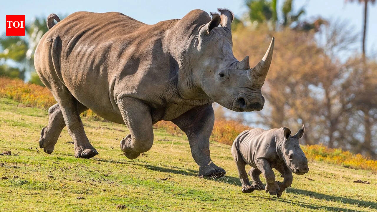 Poachers killed their mothers and left six young rhinos orphaned; after up to five years of rehabilitation, every one has now given birth in the wild