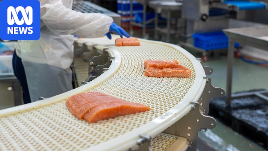 Norway became a global salmon behemoth. Now it's facing the consequences