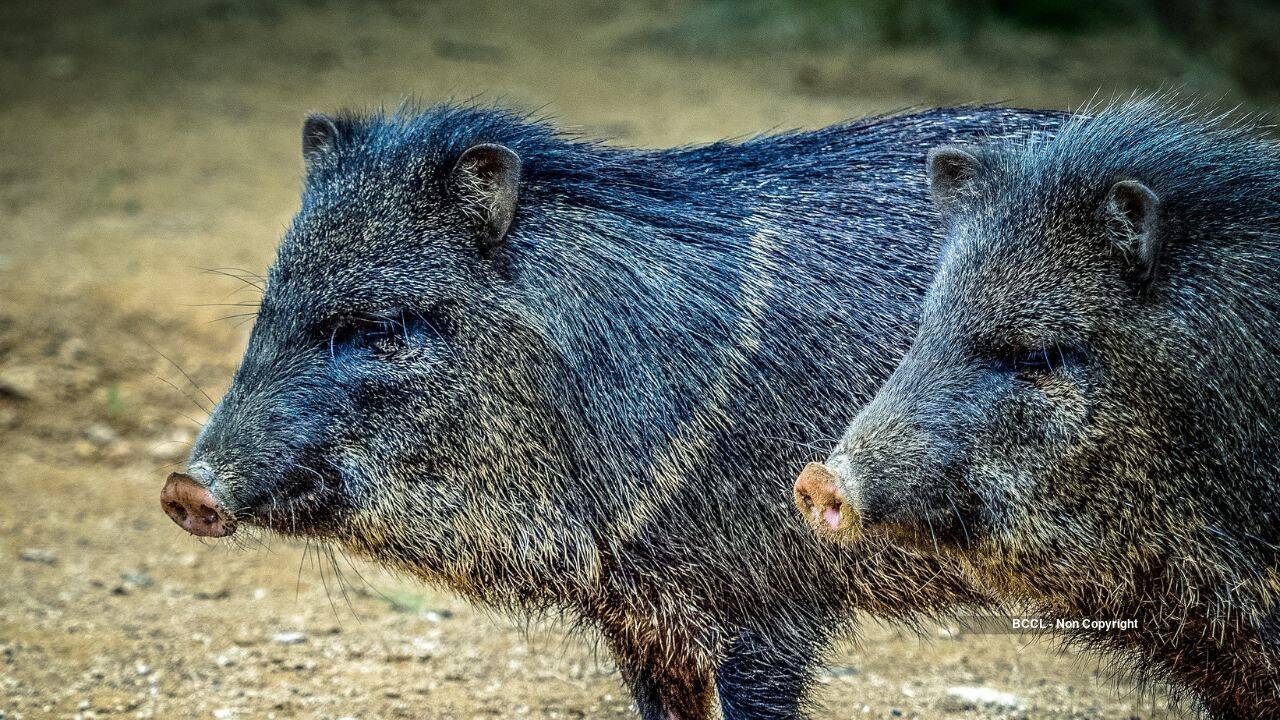 collared peccary collared peccary