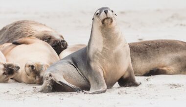 H5N1 bird flu in South Australia: Local transmission confirmed as authorities warn of threat to endangered sea lions
