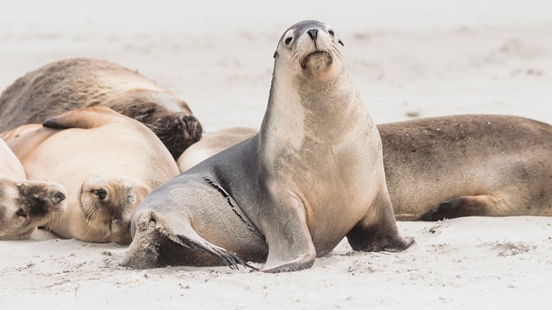 H5N1 bird flu in South Australia: Local transmission confirmed as authorities warn of threat to endangered sea lions