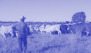 Why people are losing their minds over Halter, the $2.9b cow collar unicorn — Capital Brief