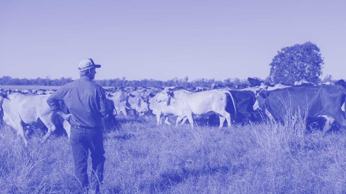 Why people are losing their minds over Halter, the $2.9b cow collar unicorn — Capital Brief