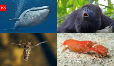 From ocean giants to tiny insects: The 5 loudest animals on earth