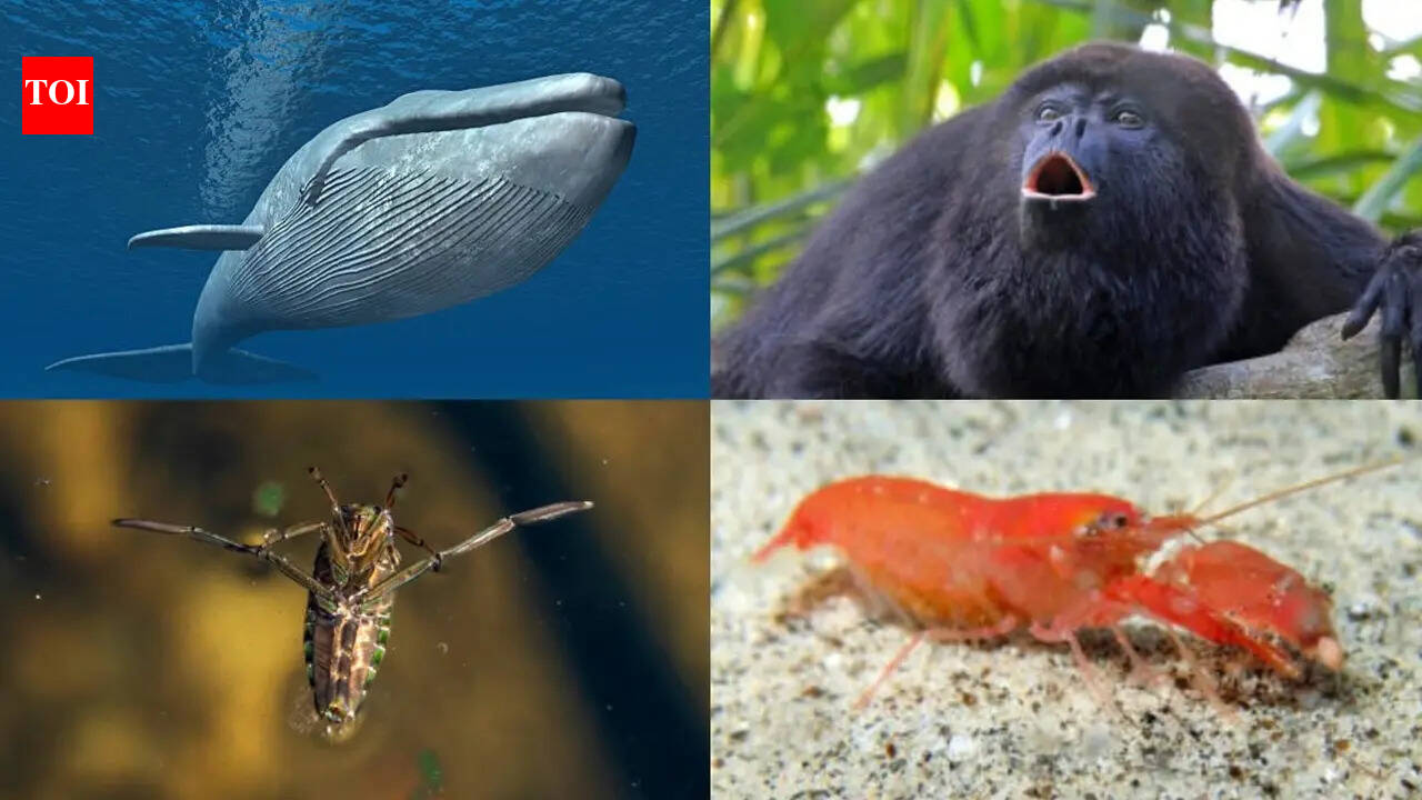 From ocean giants to tiny insects: The 5 loudest animals on earth