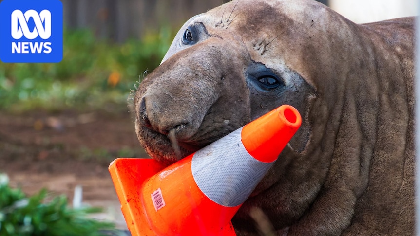 Neil the seal's damage bill and management costs revealed