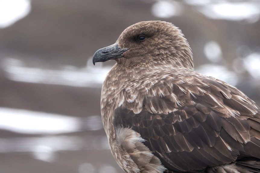A brown bird with white flecks and a black beak looks to the left of the frame with