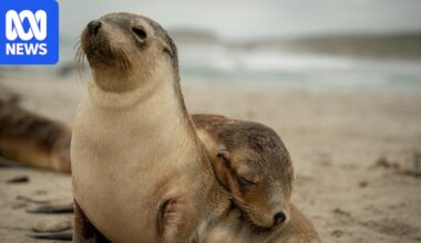 Experts weigh measures to protect Kangaroo Island marine life from H5 bird flu