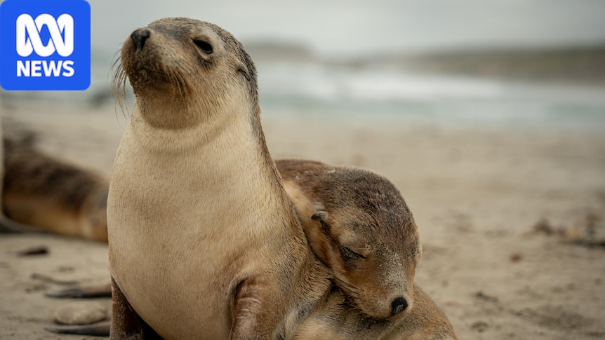 Experts weigh measures to protect Kangaroo Island marine life from H5 bird flu