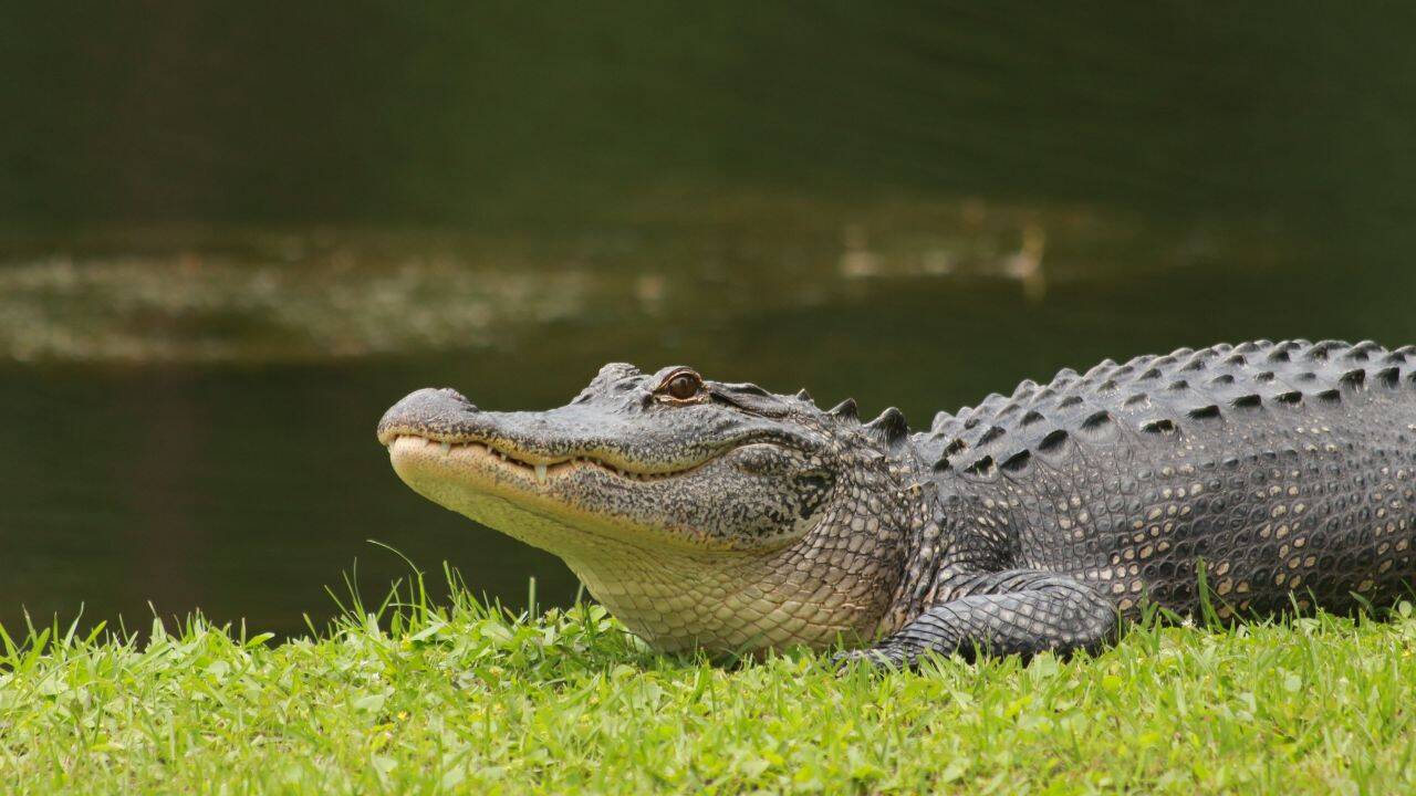 pc: canva Why true alligators are found in only two places on Earth: The extraordinary story of a 70-million-year survival