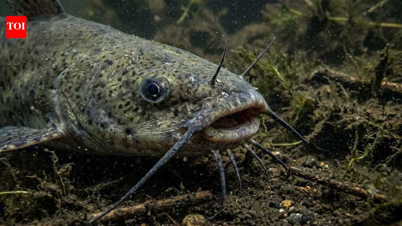 Scientists discover the world's first contagious cancer in fish spreading through North American catfish |