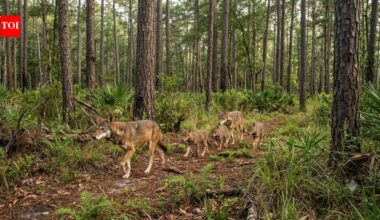 Only 14 red wolves survived the 1970s. Half a century later, this endangered species is slowly returning to the wild |