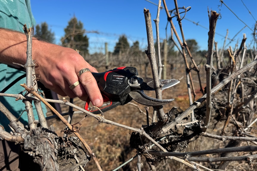 A close-up shot of a worker using secateurs to trim vines in a field at a vineyard.