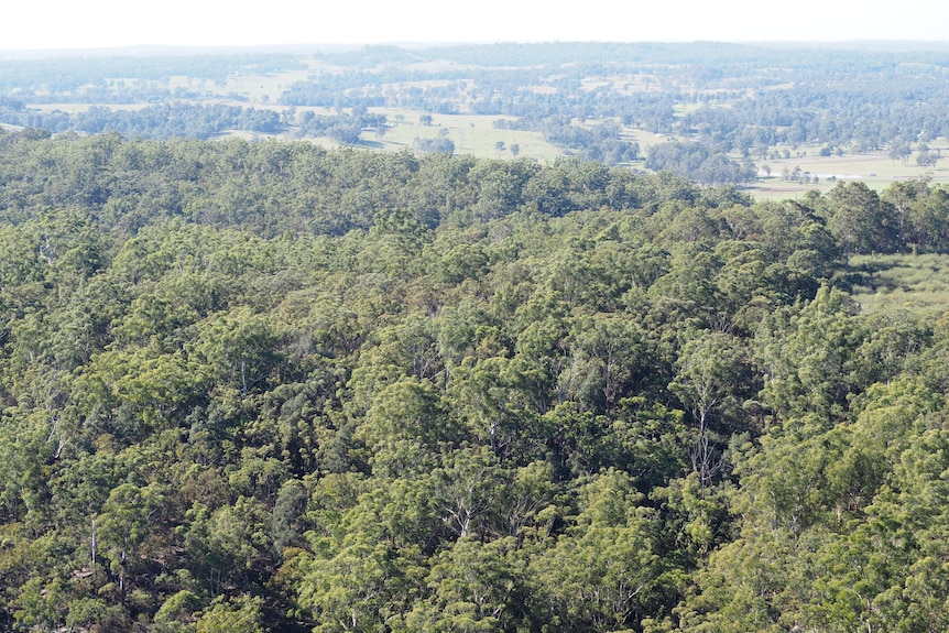 Looking East over Gulguer National Park