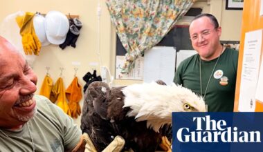 Big Bear’s missing bald eagle believed to have been found alive but injured | California