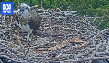 Osprey chicks hatch on Daintree crane nest live stream