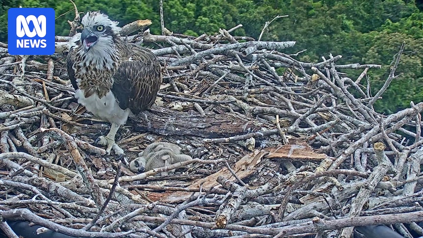 Osprey chicks hatch on Daintree crane nest live stream