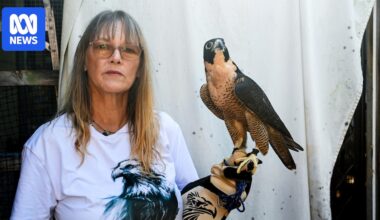 Peregrine falcon carer prepares for avian influenza