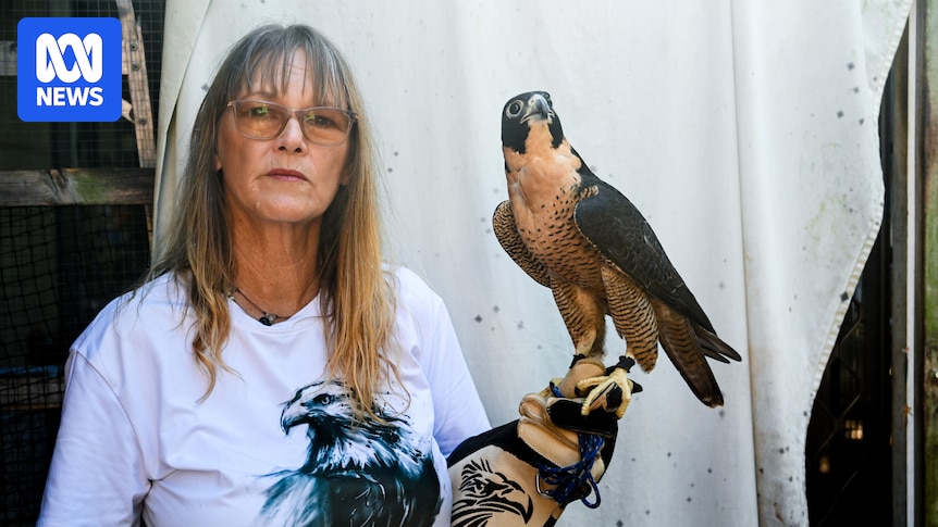 Peregrine falcon carer prepares for avian influenza