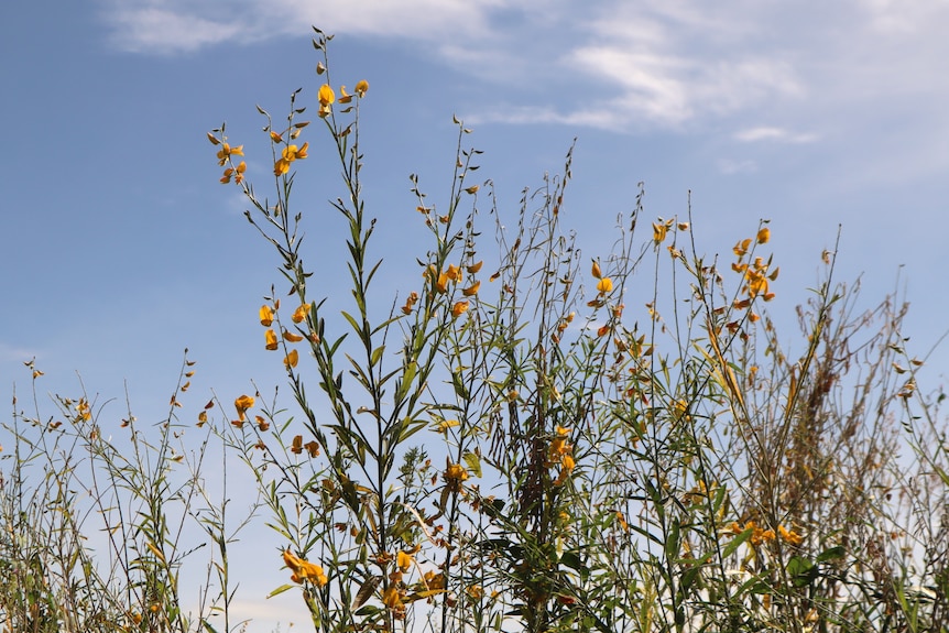 Sunn hemp growing in a field.