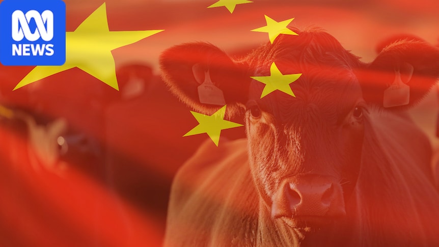 China sitting on huge stockpiles of frozen beef as new tariffs bring imports to a halt