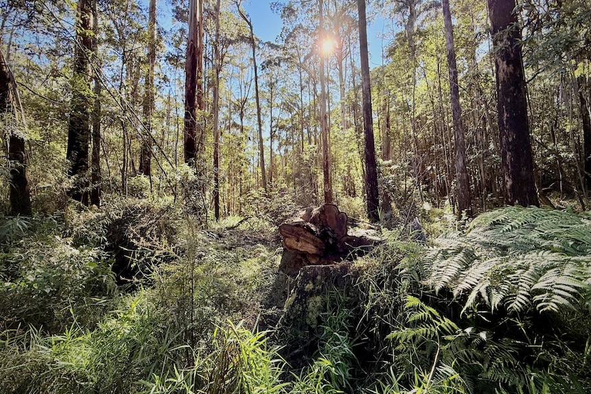 Image of native forest, with a large-sized tree laying on its side.