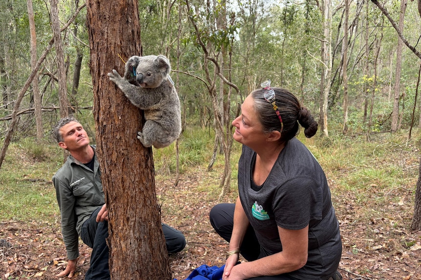 A man and a woman crouching and looking at a koala on a tree.