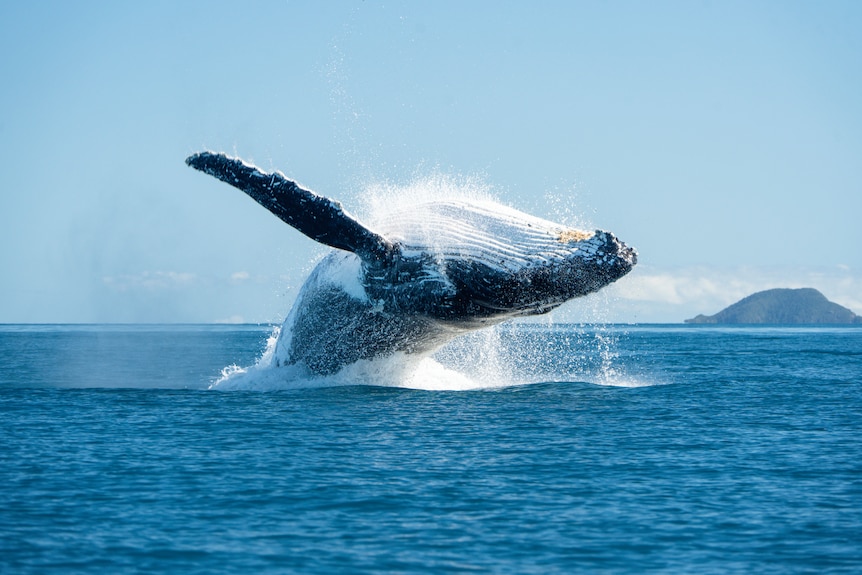 Whale leaps from water.