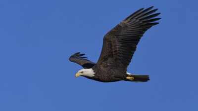 The United States in 1972 banned DDT after the pesticide thinned bald eagle eggshells and pushed the national bird toward extinction; decades later, eagle populations recovered enough to be removed from the endangered species list in 2007